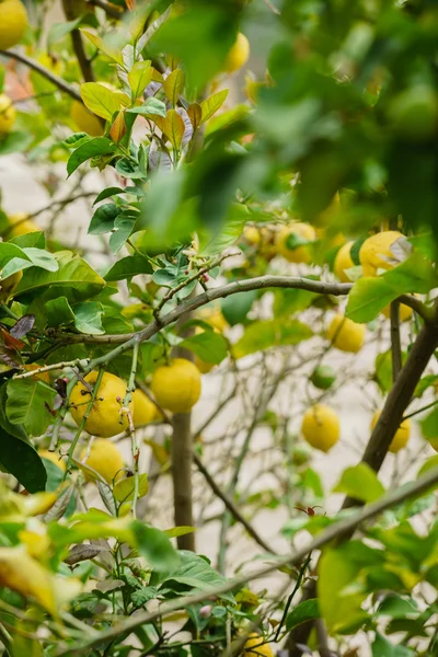 lemon tree with lemons