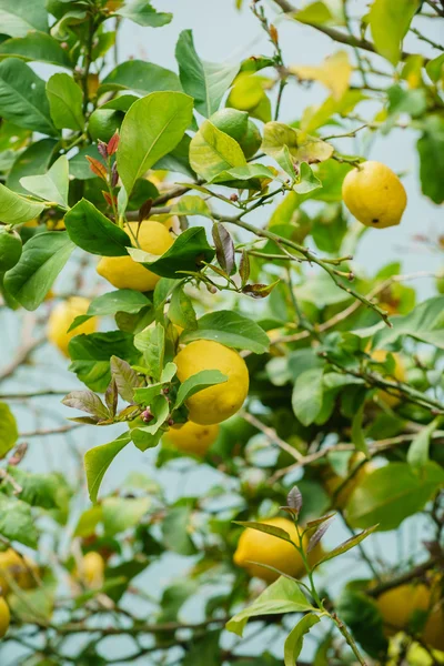 Zitronenbaum mit Zitronen — Stockfoto