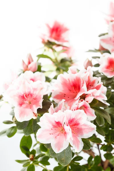 Όμορφη Azalea λουλούδια — Φωτογραφία Αρχείου