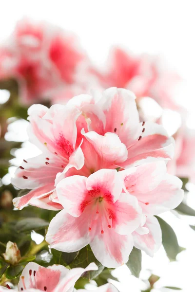 Schöne Azaleen-Blüten — Stockfoto