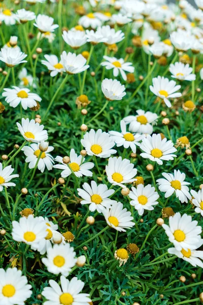 Hermosas flores de margarita — Foto de Stock