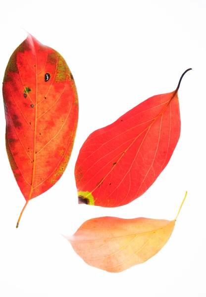 Planta de outono colorido — Fotografia de Stock