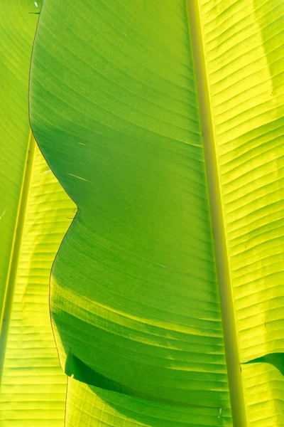 Texture foglia di banana — Foto Stock