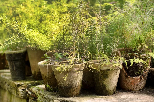 緑の鉢植え — ストック写真