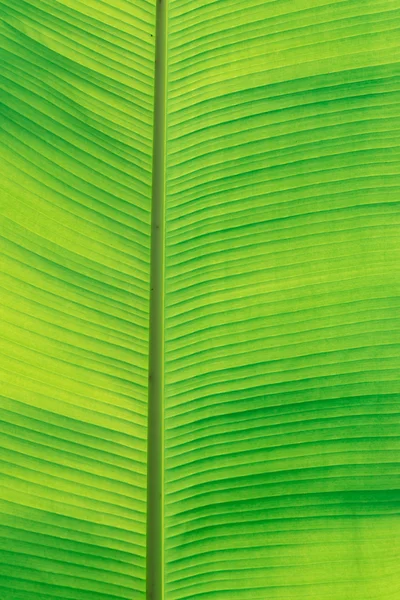 Banana leaf texture — Stock Photo, Image