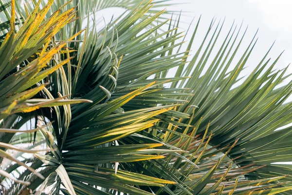 Palmbladeren en sky — Stockfoto