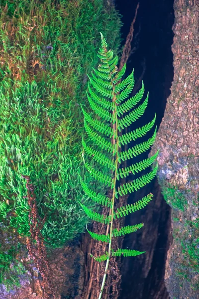 Fresh green fern — Stock Photo, Image