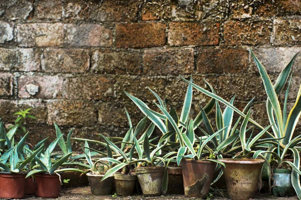 Green potted plants — Stock Photo, Image