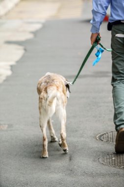 Adam yürüyen köpek