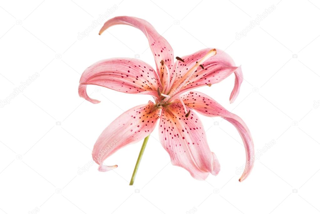 pink lily flower