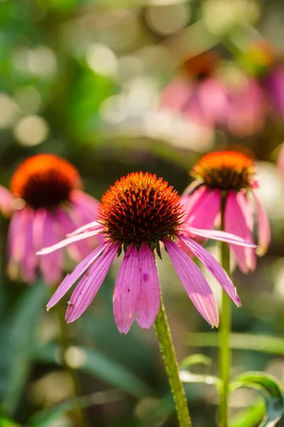 Mooie bloeiende ichinacea bloemen — Stockfoto