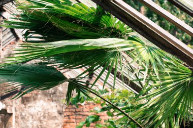 palmiye yaprakları sera içinde