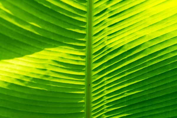 Banana leaf texture — Stock Photo, Image