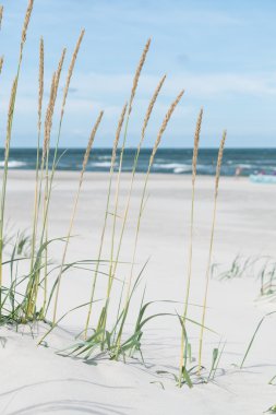 Güzel Baltık Denizi