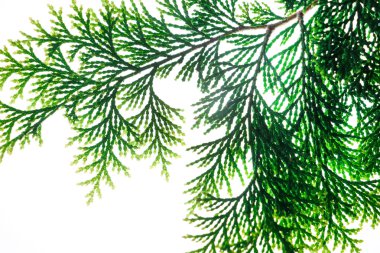 cypress tree branch  clipart