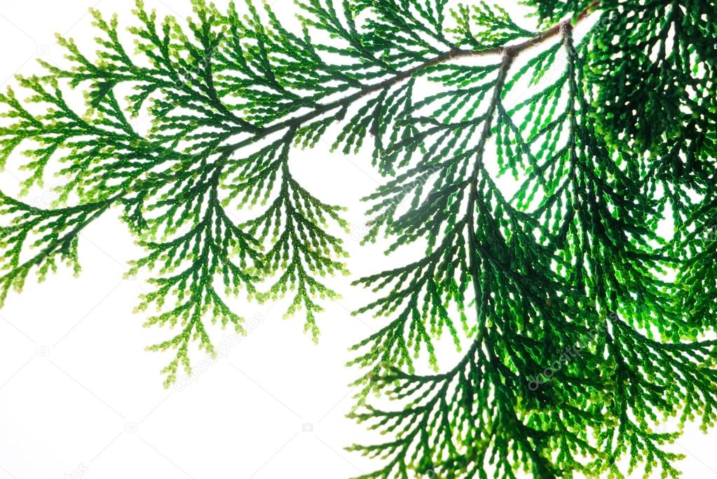cypress tree branch 