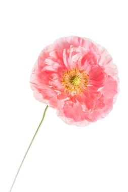 Güzel gelincik çiçeği