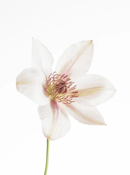 Inschrijving clematis bloem — Stockfoto