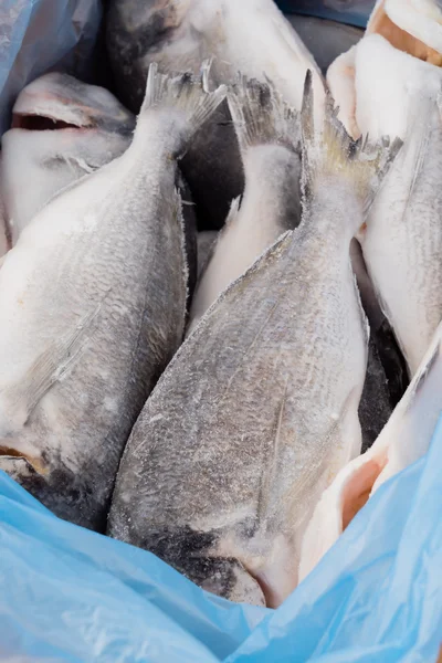 Pescado congelado, cierre el pescado fresco en el cubo de hielo o pescado  congelado en el supermercado uso para el fondo de alimentos crudos  Fotografía de stock - Alamy
