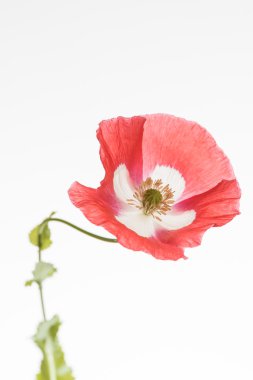 Güzel gelincik çiçeği