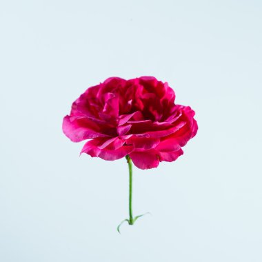 güzel kırmızı gül