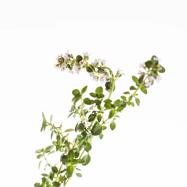Grüne Thymianblüten — Stockfoto