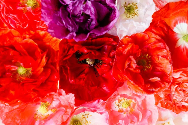 Красивые цветы мака — стоковое фото