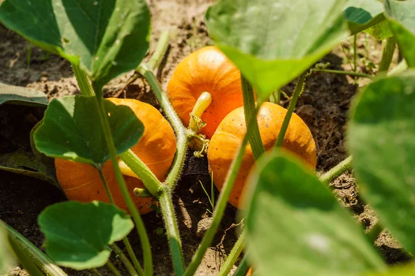 Ripe japanese pumpkins — Stock Photo, Image