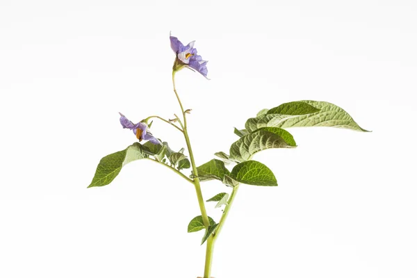 Blühende Kartoffelblüten — Stockfoto