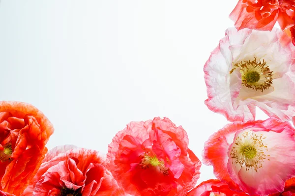 Mooie poppy bloemen — Stockfoto