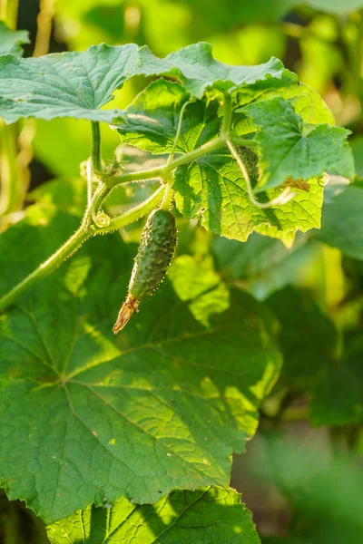 Green cucumbers and leaves — Stock Photo, Image