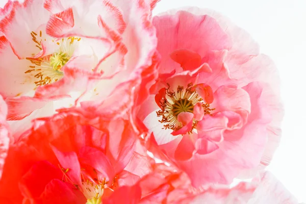 Mooie poppy bloemen — Stockfoto