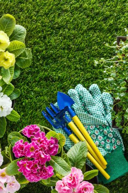 spring flowers with garden tools 