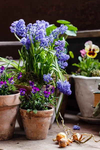 Färgglada vårblommor — Stockfoto