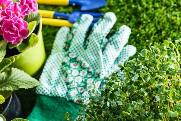 Fiori primaverili con attrezzi da giardino — Foto Stock