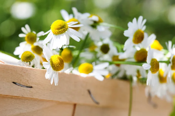 Belles fleurs de camomille — Photo