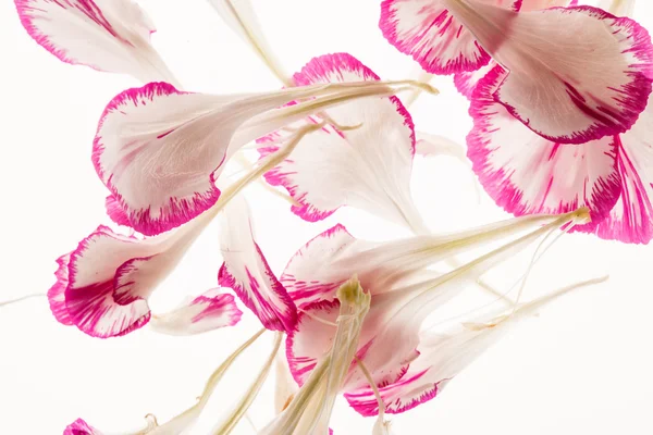 Pink flower petals — Stock Photo, Image