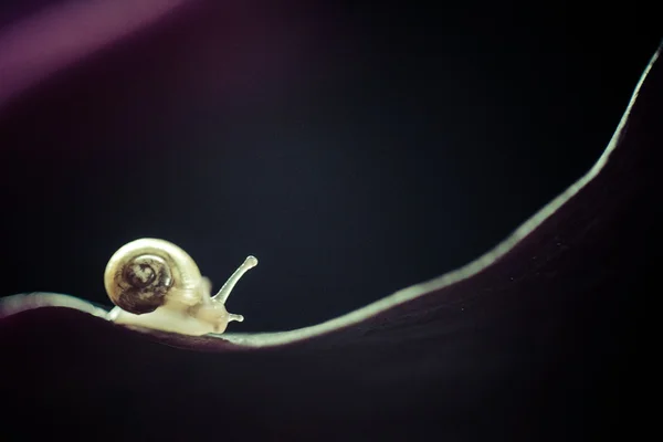 Caracol sobre flor púrpura — Foto de Stock