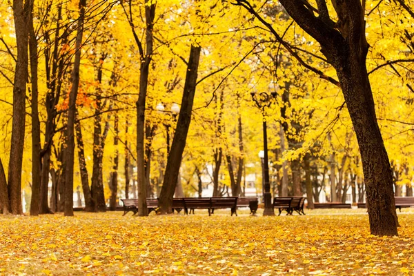 Boş sonbahar park — Stok fotoğraf