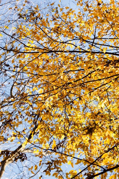 Hojas de árboles de otoño — Foto de Stock