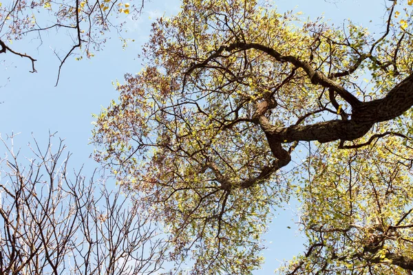 Autumn tree leaves — Stock Photo, Image