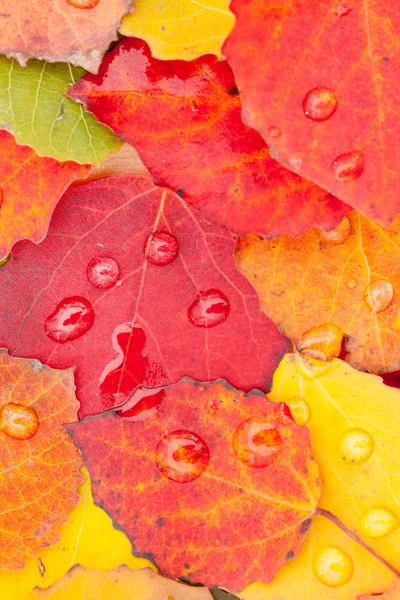 Autumn leaves pattern — Stock Photo, Image