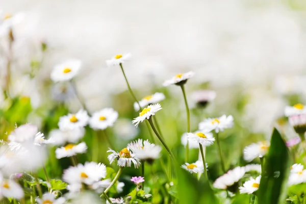 Våren daisy fält — Stockfoto