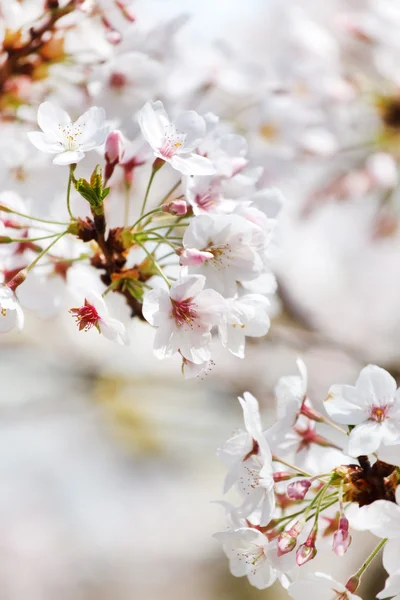 Wiosna Kwiaty moreli — Zdjęcie stockowe
