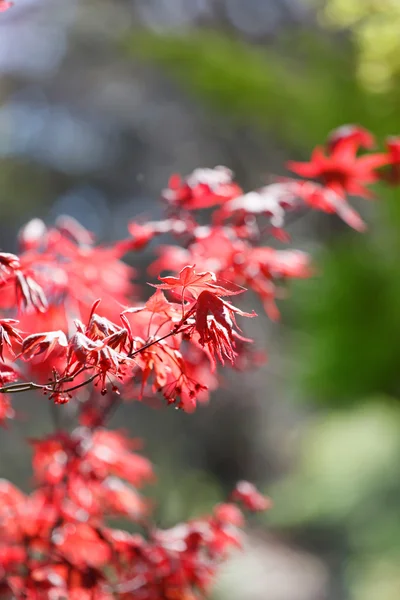 Rote Ahornblätter — Stockfoto