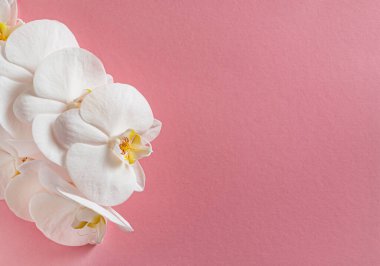 Renk arkaplanda taze beyaz orkide