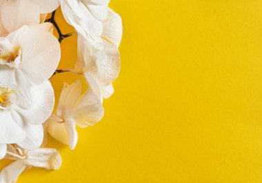 Renk arkaplanda taze beyaz orkide