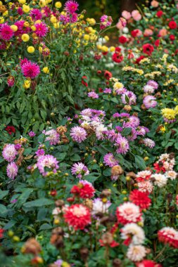Sonbahar bahçesinde yıldız çiçekleri