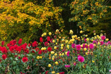 Sonbahar bahçesinde yıldız çiçekleri