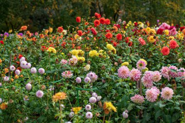 Sonbahar bahçesinde yıldız çiçekleri